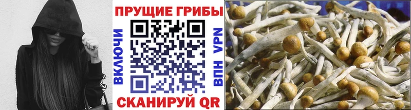 где продают наркотики  площадка клад  Псилоцибиновые грибы мицелий  Переславль-Залесский 